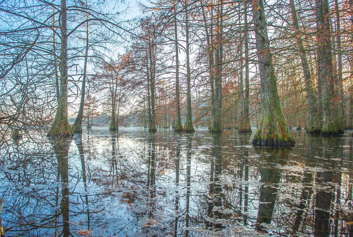 Cyprès chauves en hiver