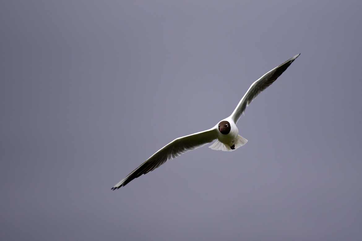 Mouette dite "rieuse"