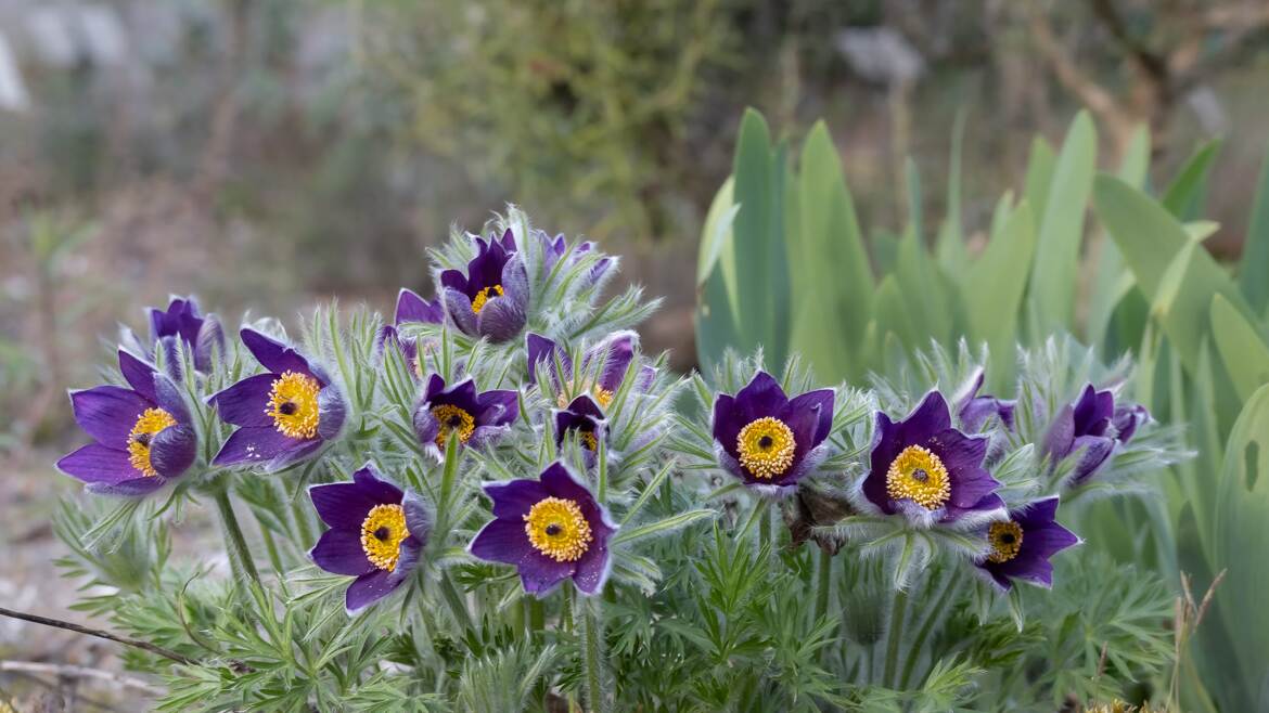 Anémone pulsatille 2026