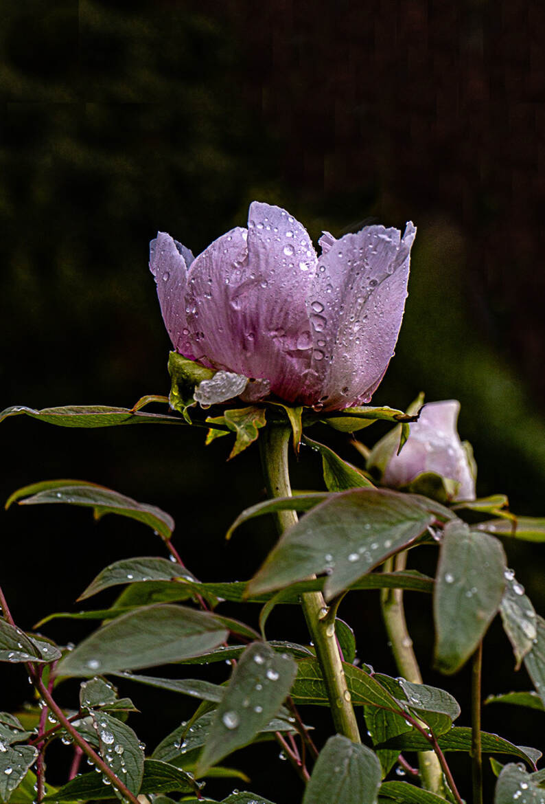 pivoine toujours mouillée