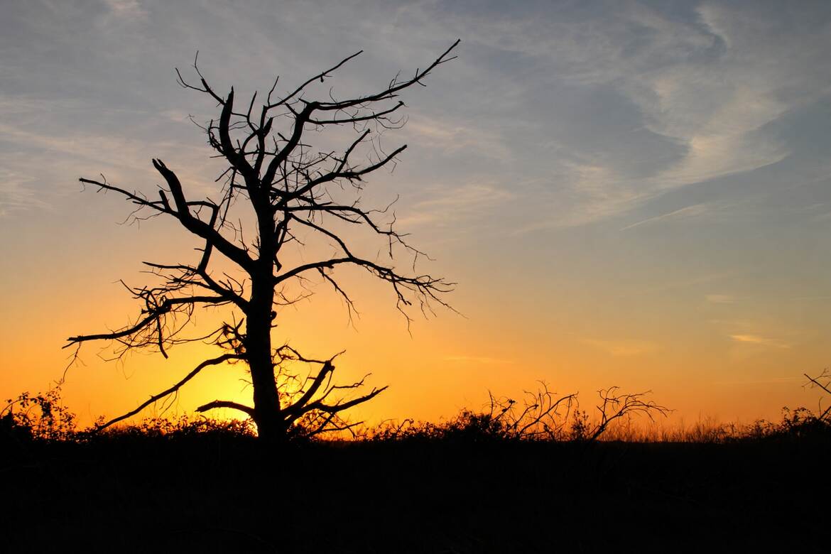 L'arbre mort