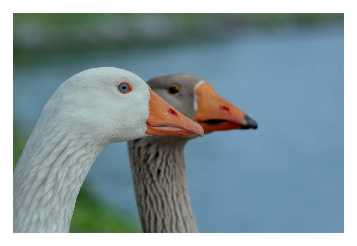 Portrait de profil