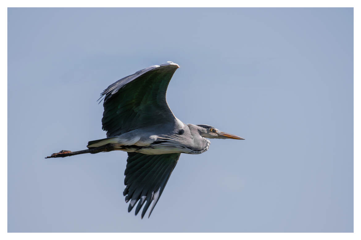 Héron cendré en vol