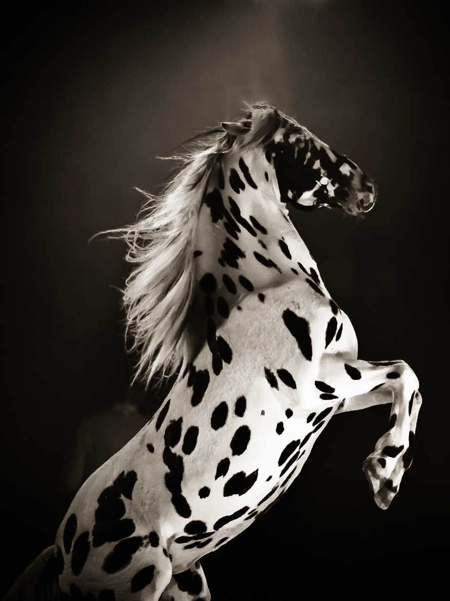 Concours Photo - Blanc - cheval par dtheo88