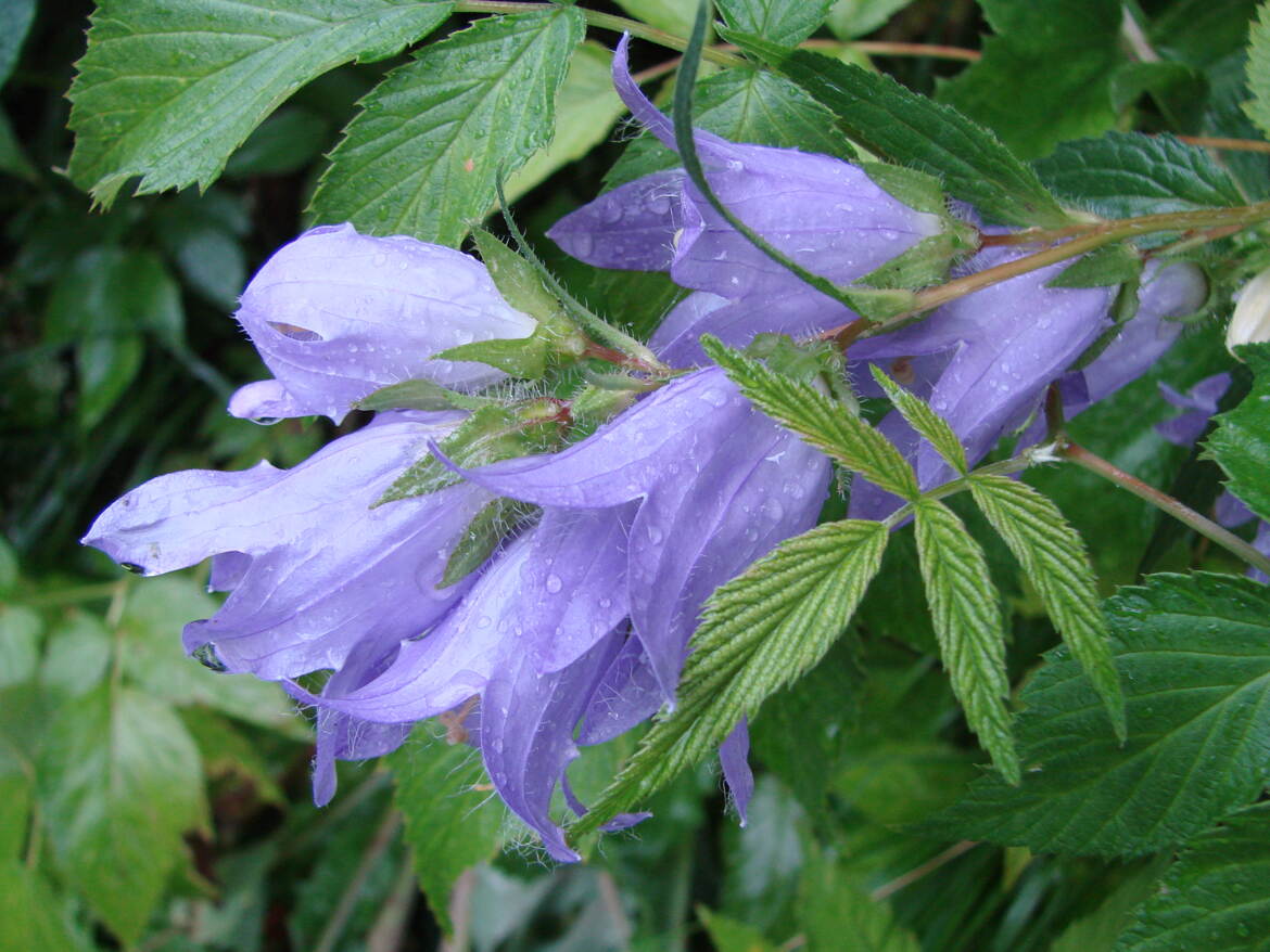 Alourdies de pluie