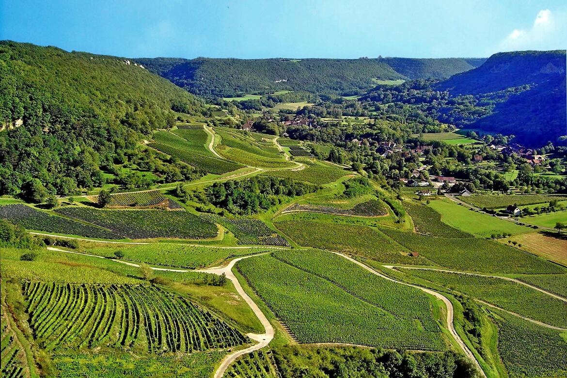 Vignes Jurassienne