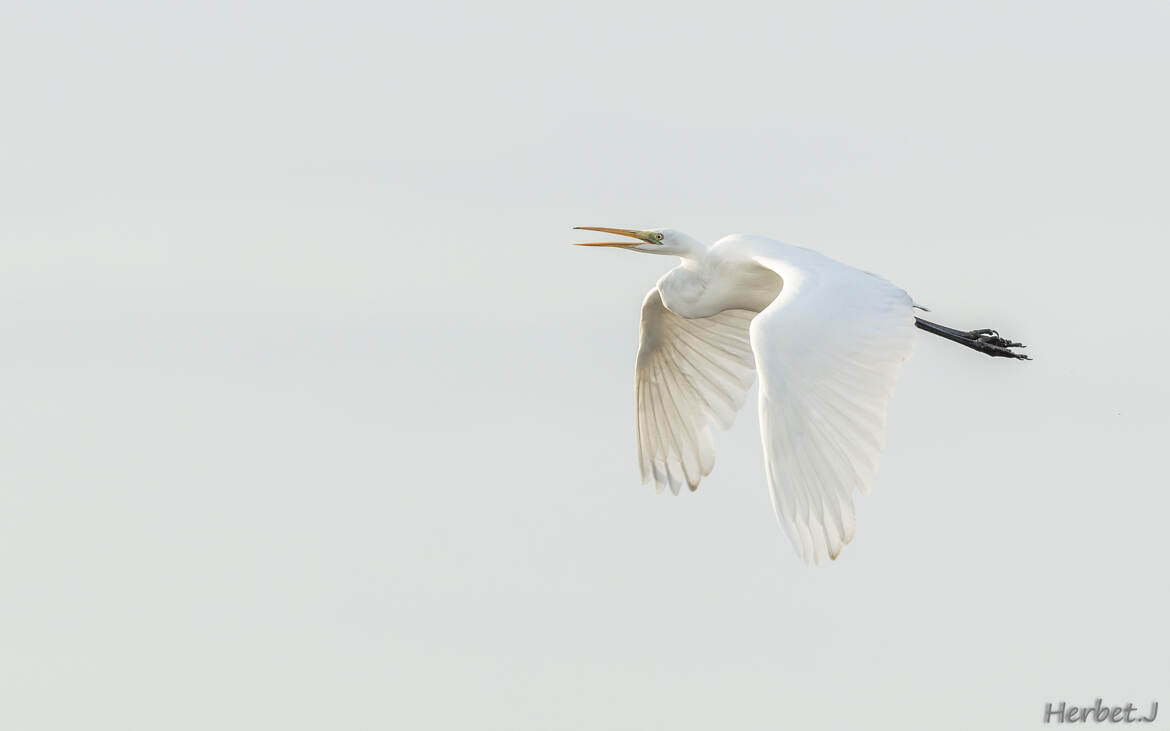 la Grande Aigrette .