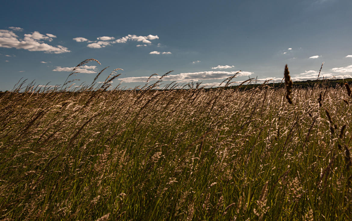 hautes herbes 2