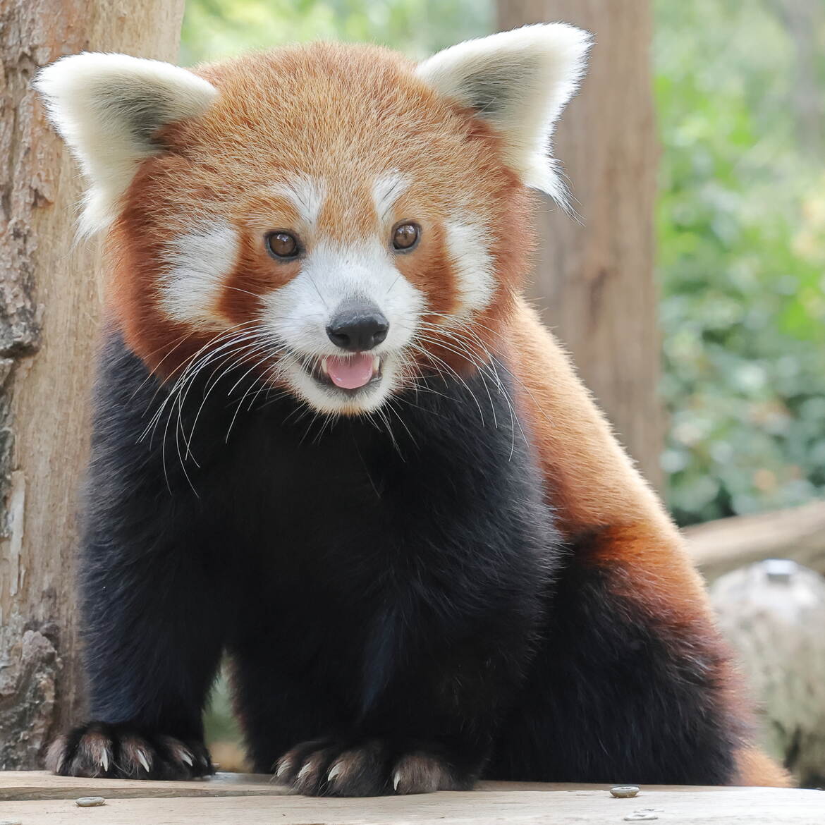 Portrait d'un panda roux