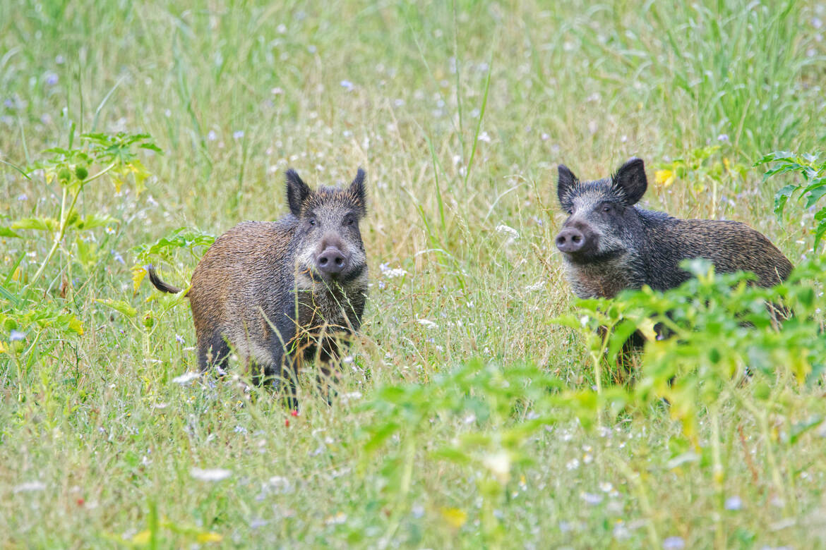 Sanglier du soir ...espoir