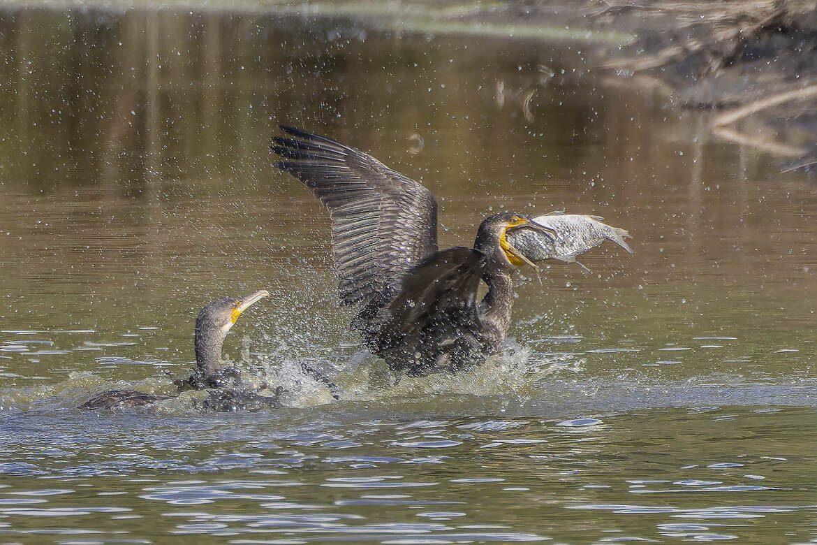 Les yeux plus gros que le ventre