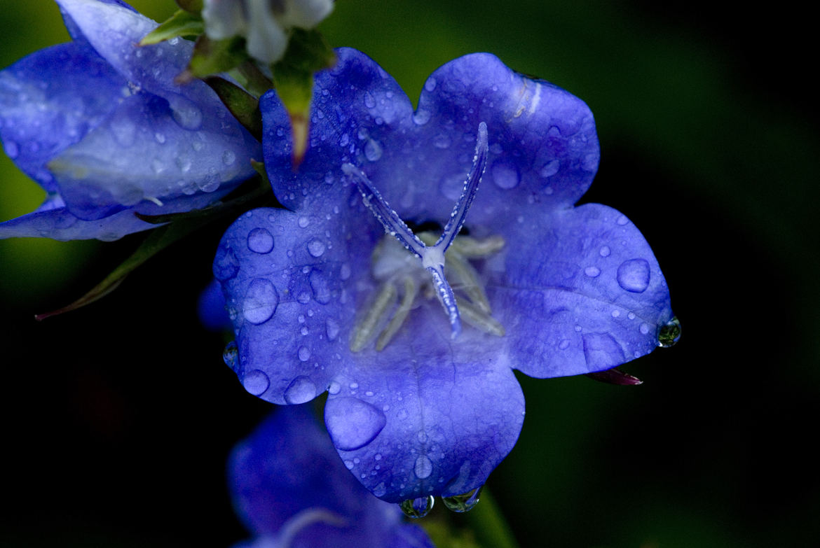 fleur