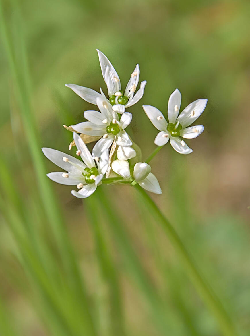 Etoiles blanches