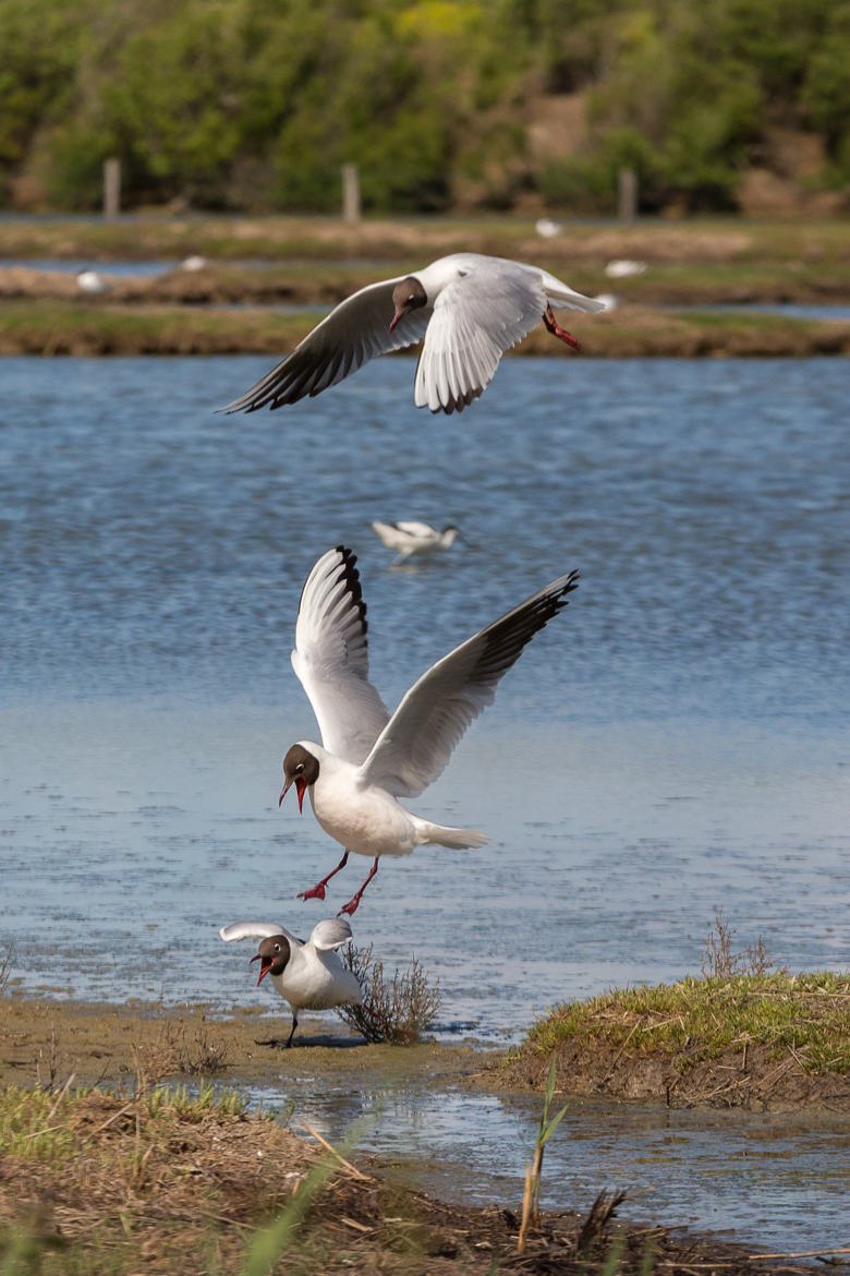 Mouettes rieuses