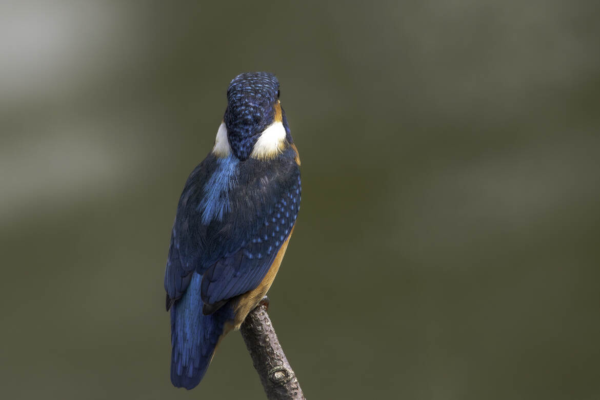 Du coin de l'œil, il est surnommé la « flèche bleue »