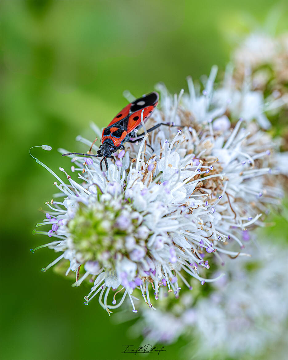 Pyrrhocoris apterus