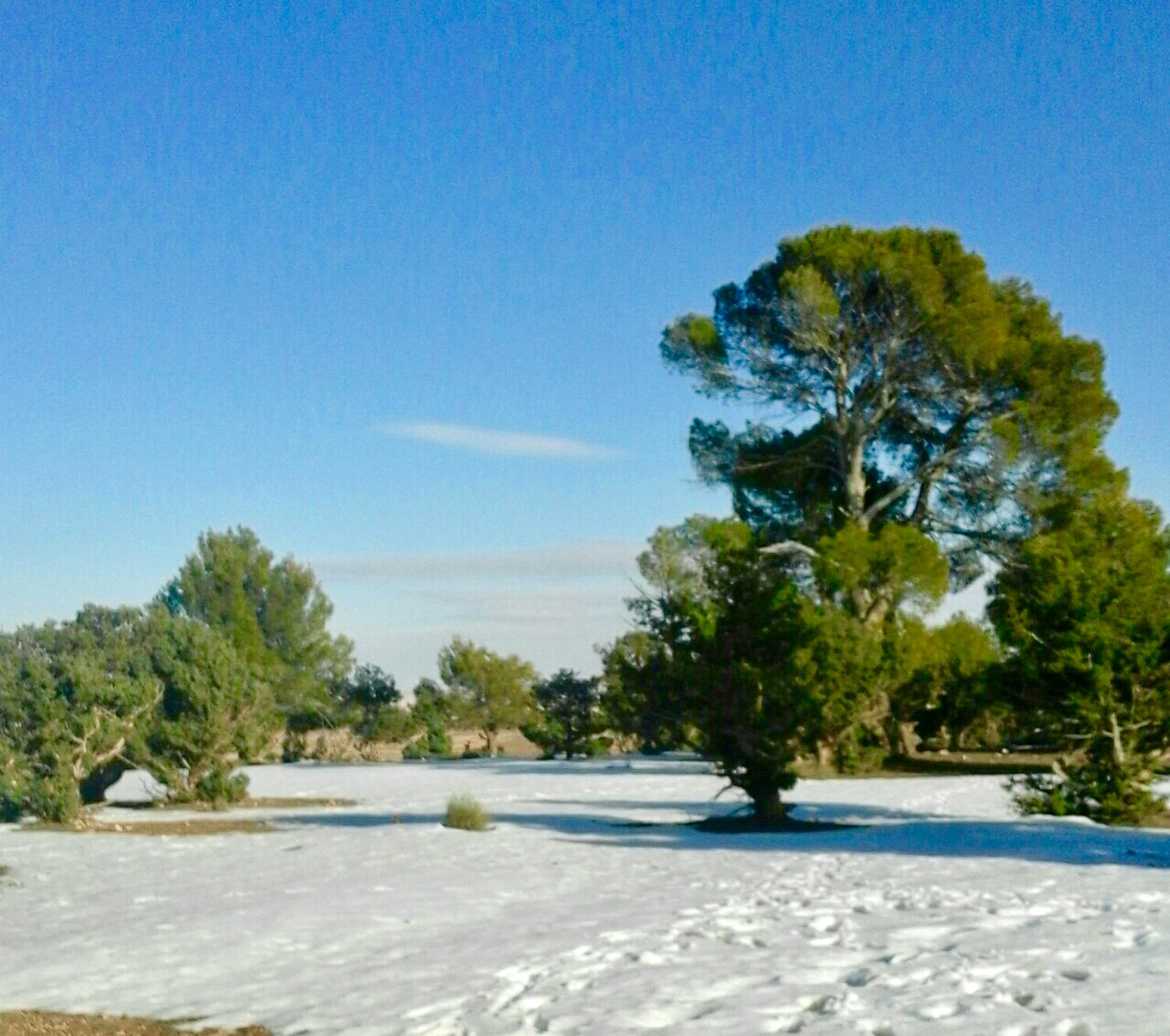 De LA NEIGE A DJELFA ( ALGÉRIE)