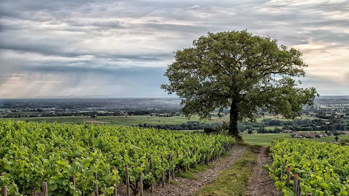 Chemin sous le chêne