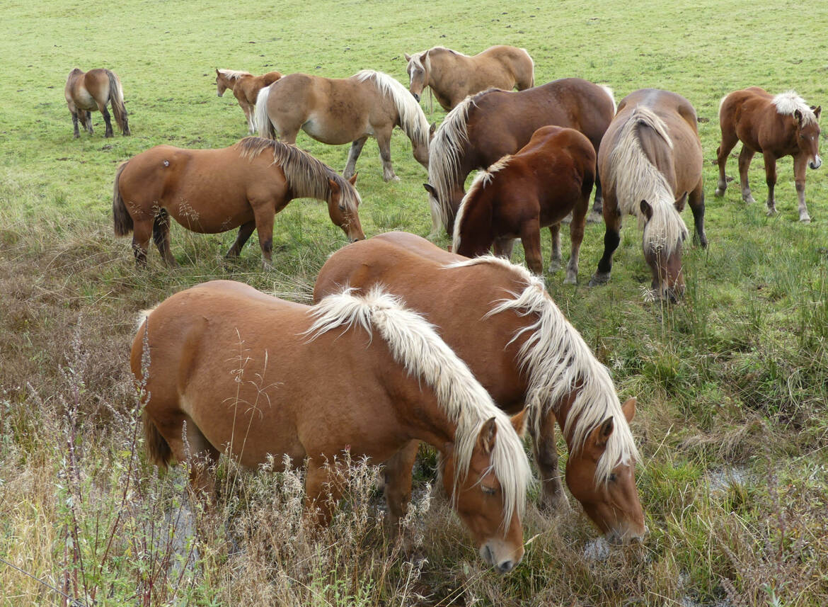 Le bonheur est dans le pré