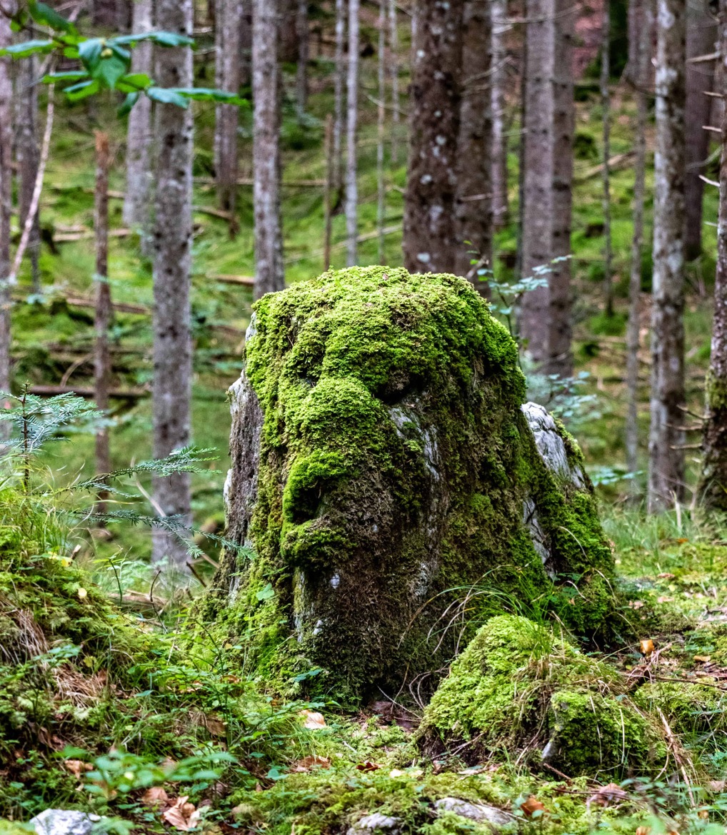 Nature rêveuse