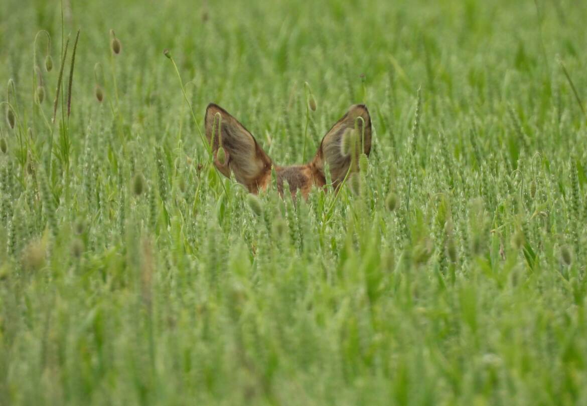 les champs ont des oreilles