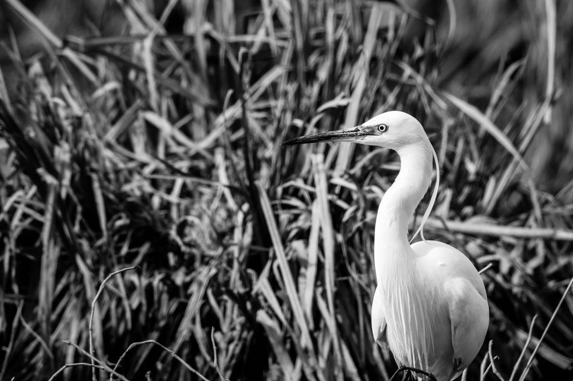 Portrait d'aigrette