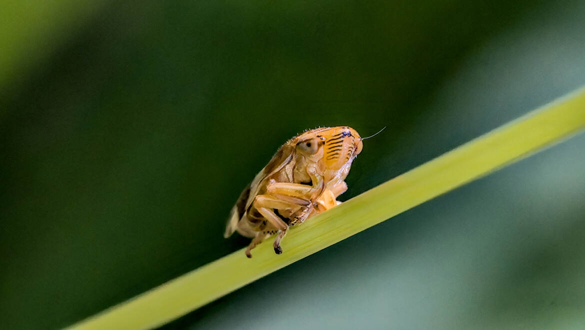 Cicadelle écumeuse (2)