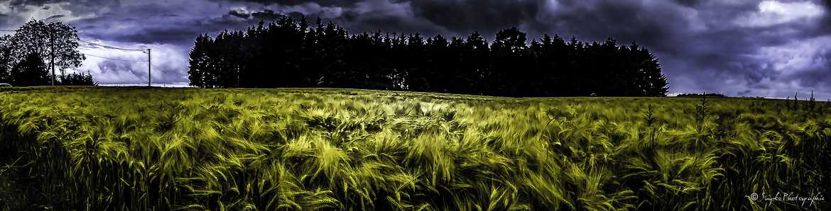champs de blé d éte