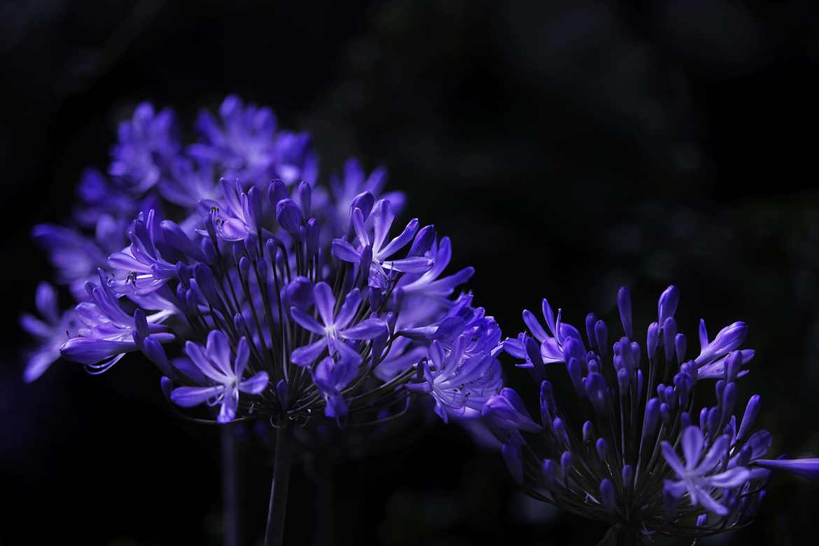 Agapanthe de Givenchy