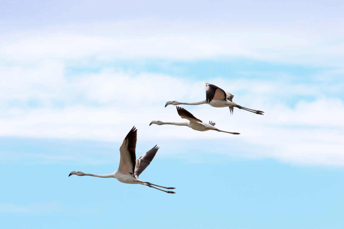 Flamants roses juveniles