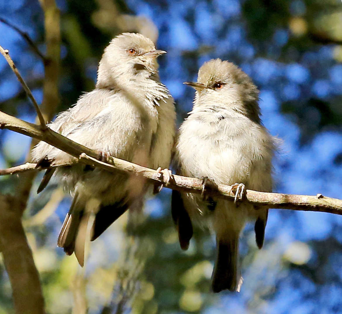 Oiseaux Blancs