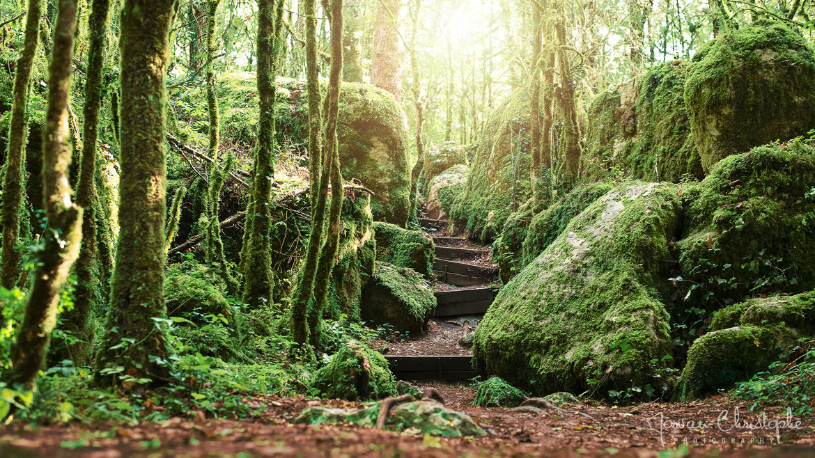 Le Labyrinthe Vert