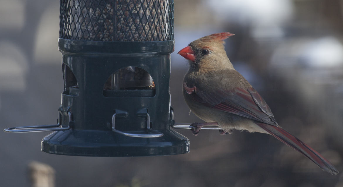 oiseaux