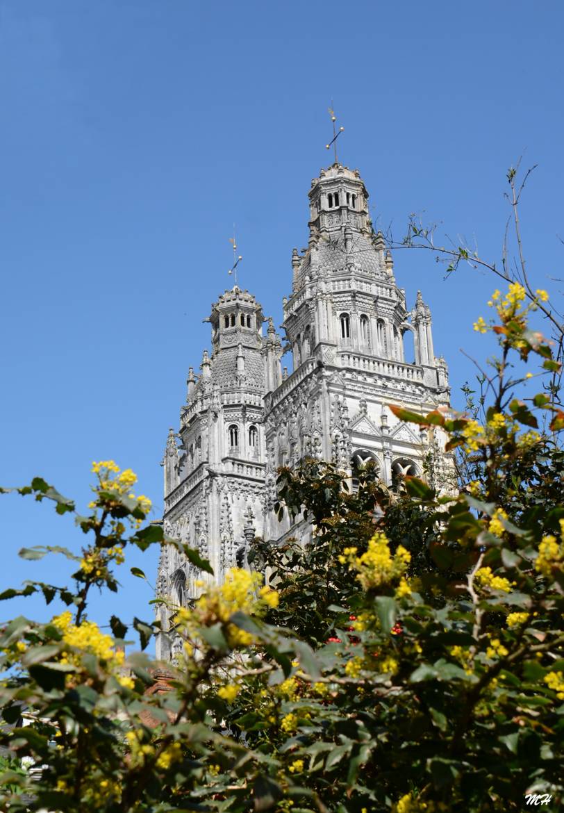 Cathédrale et Mahonias