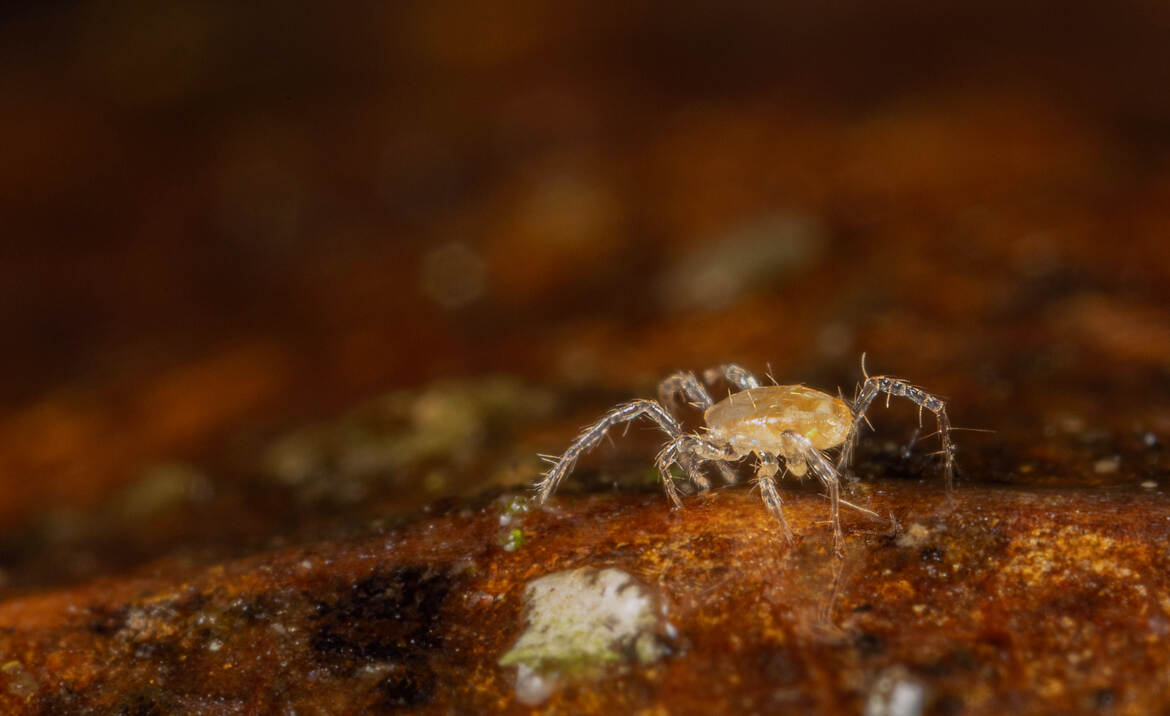 Acarien sous une feuille