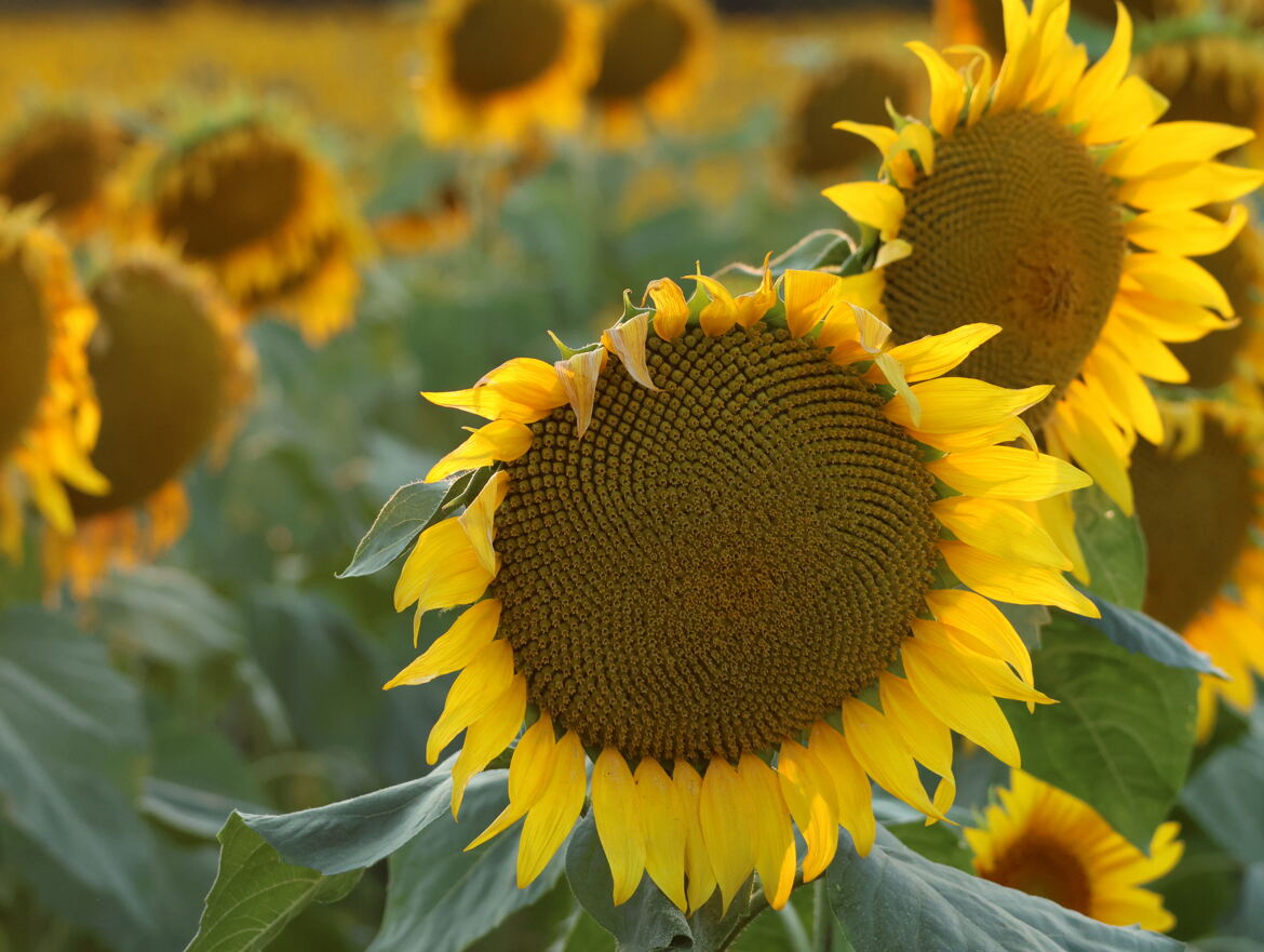 un soleil de fin d'été