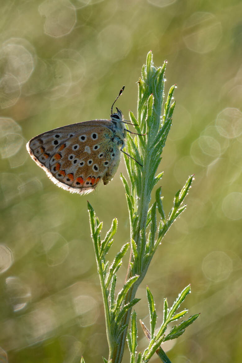 Le contre-jour de l'argus.