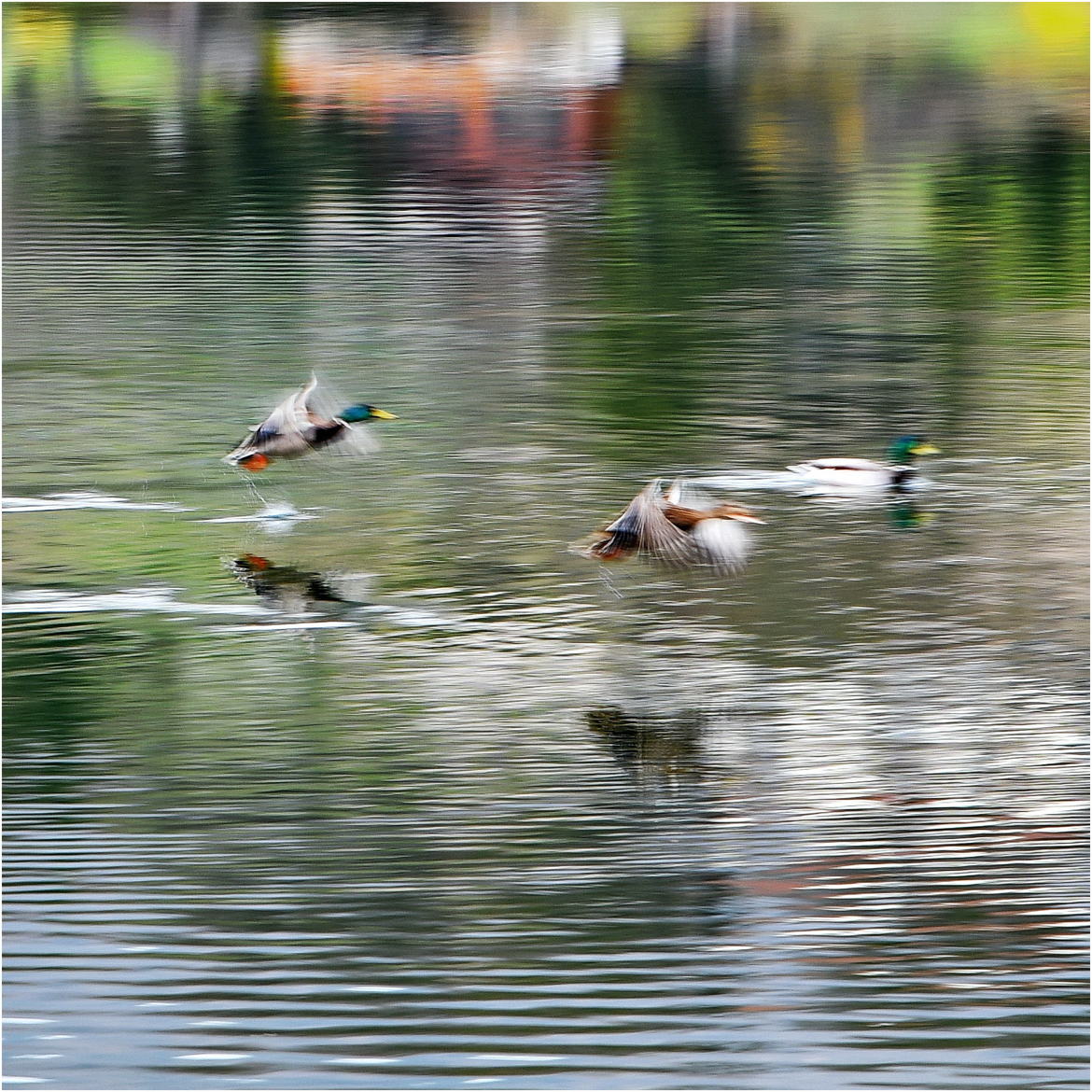 Canards volants