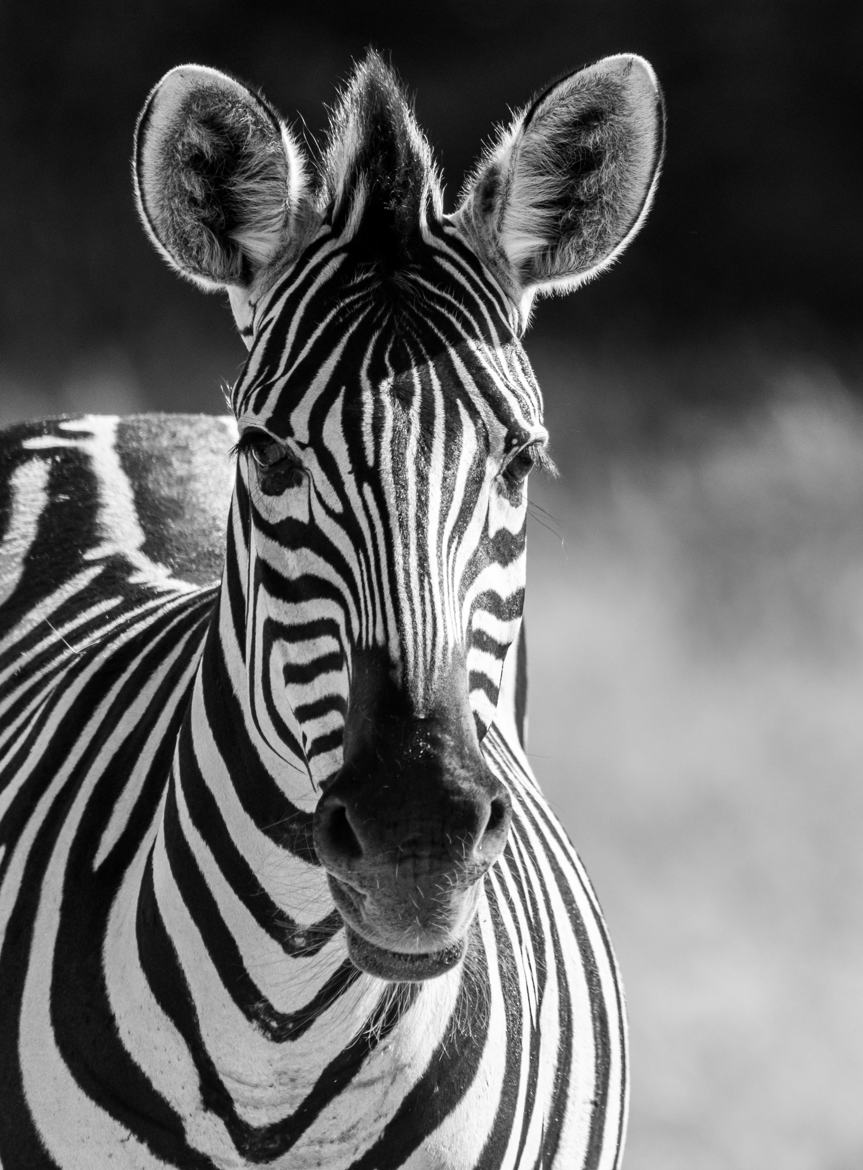 zebre Etosha Namibie