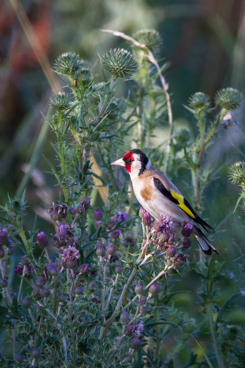 chardonneret élégant