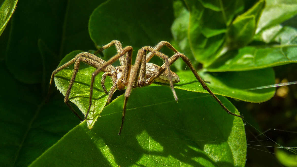 les yeux de l'araignée