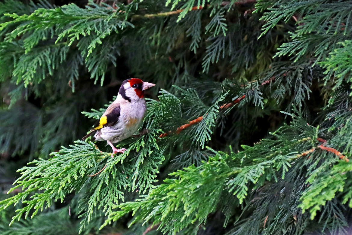 chardonneret élégant