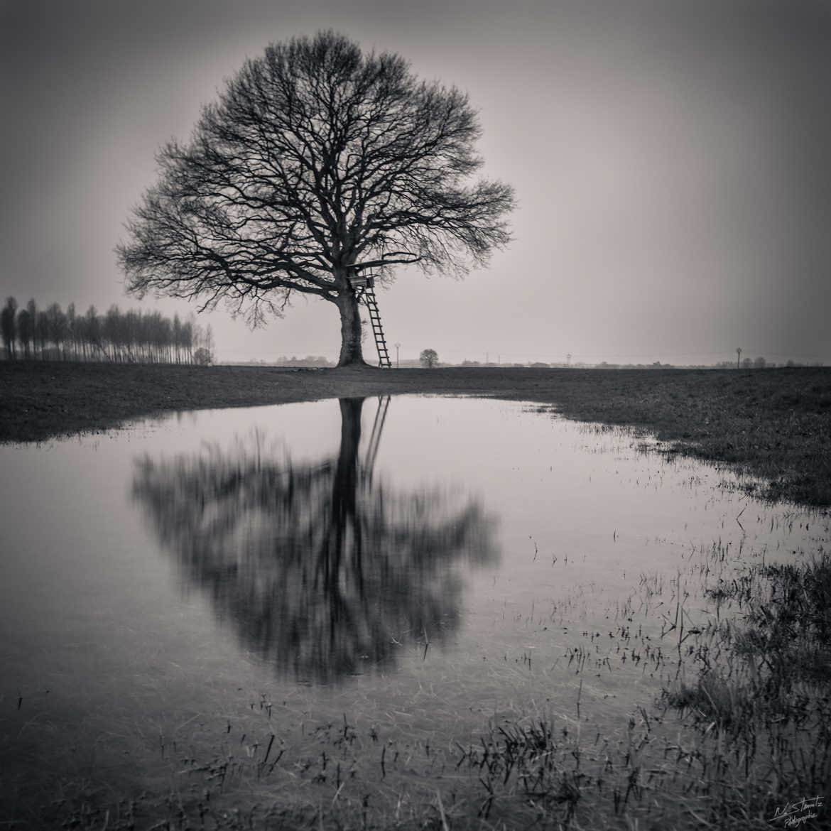 Reflet d'arbre d'hiver