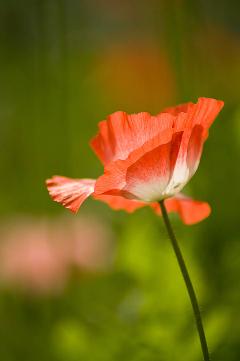 Gentil coquelicot