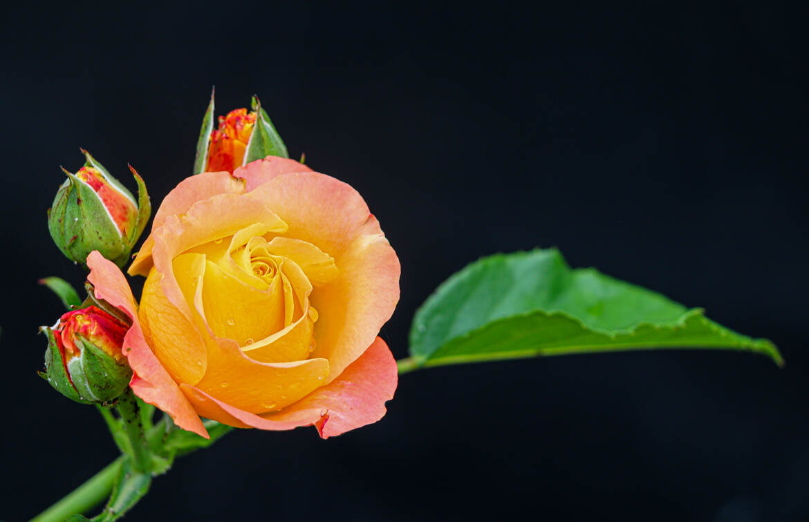 rose orangé(e)
