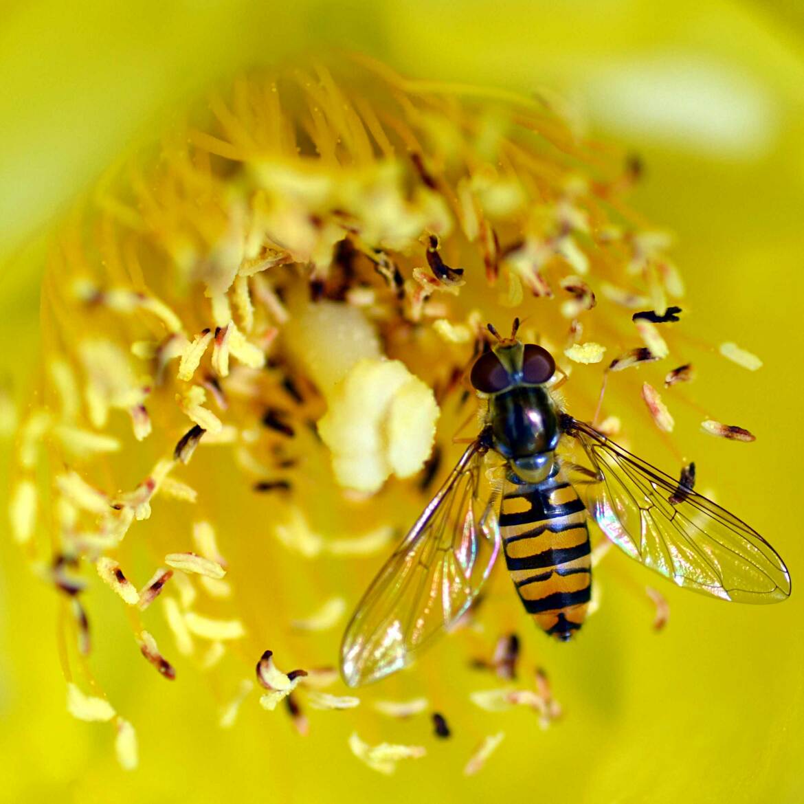 Syrphe et Millepertuis