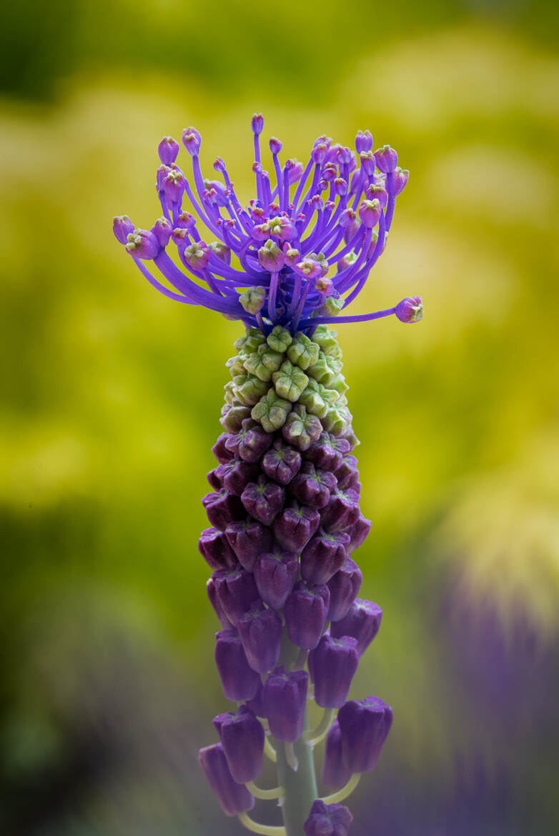 Muscari à toupet