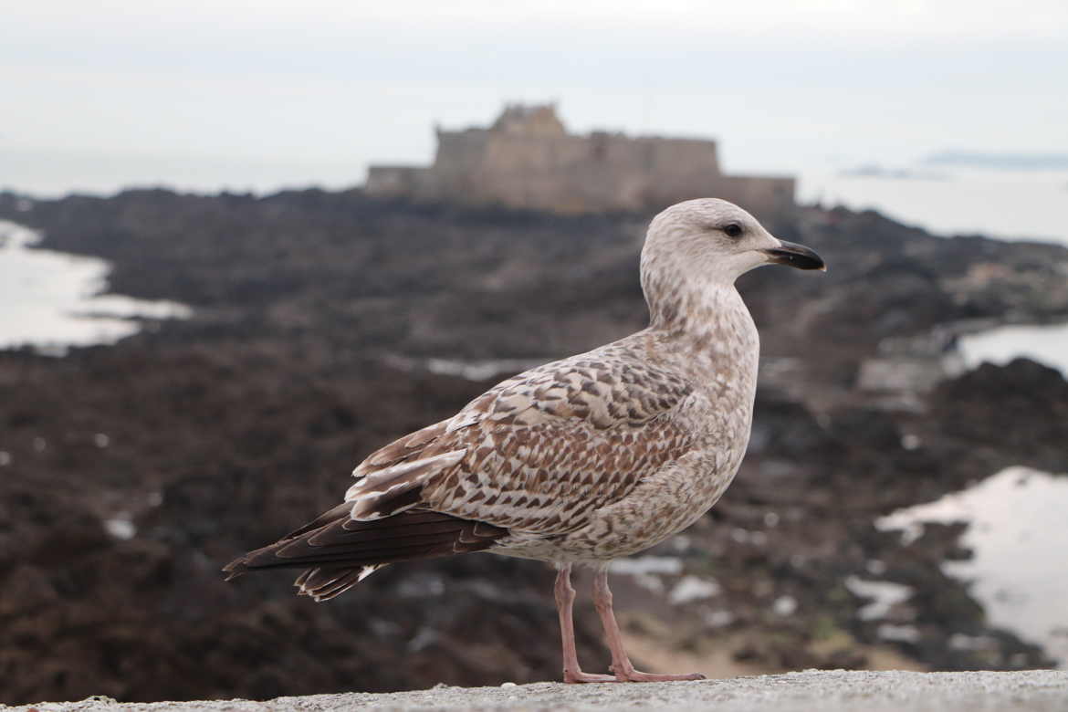 St Malo Goéland argenté