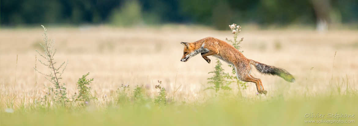 renard roux, red fox (Vulpes vulpes)