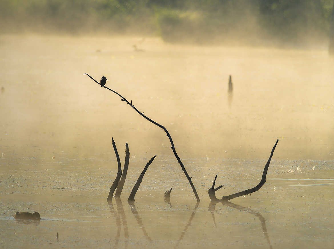 brume matinale sur l'étang.